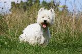 WESTIE 287